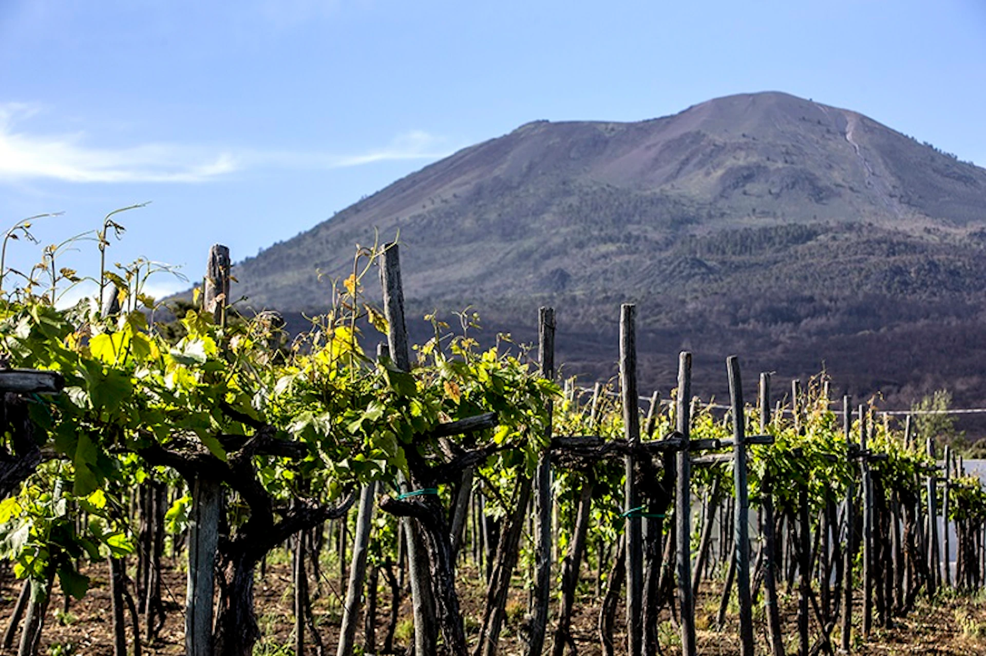 Rows of grapevines with wooden supports in a vineyard, set against the backdrop of a large, partially vegetated mountain.