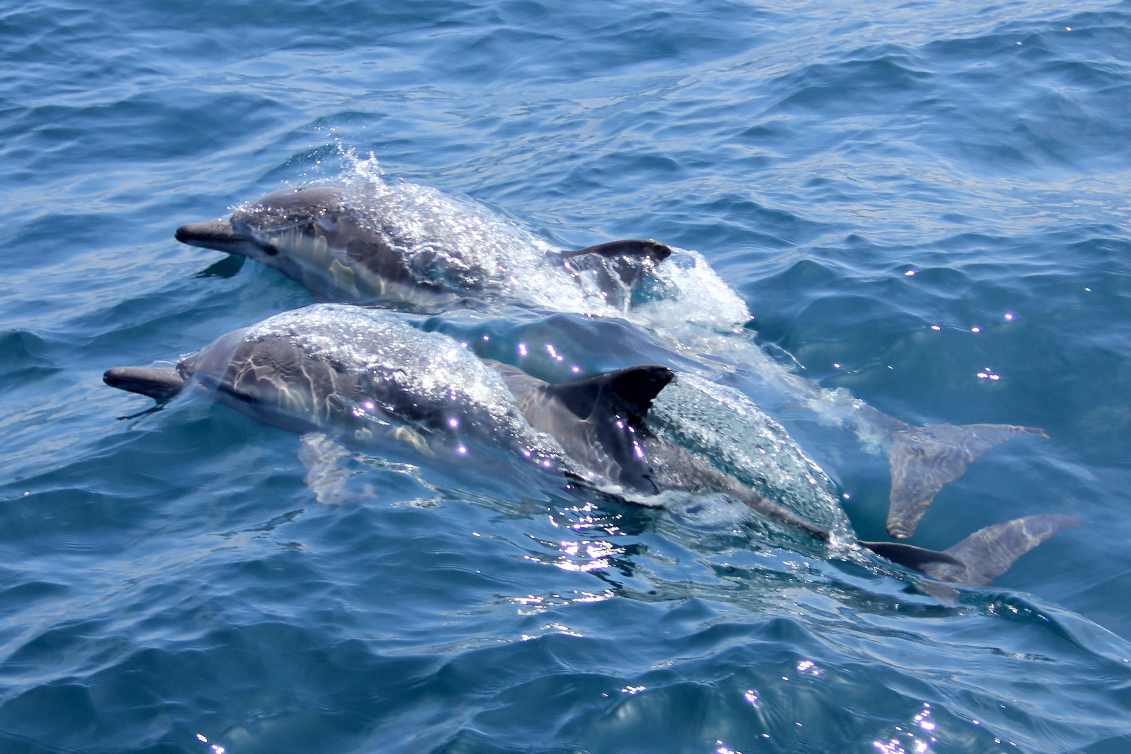 Marsa Alam: Sataya Dolphin House Snorkel Tour + Lunch