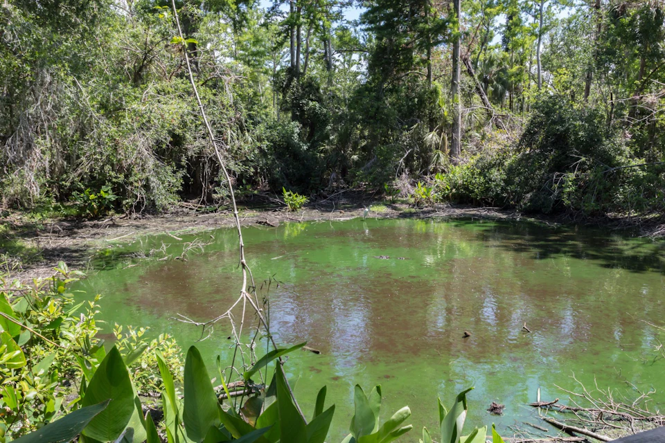Big Cypress