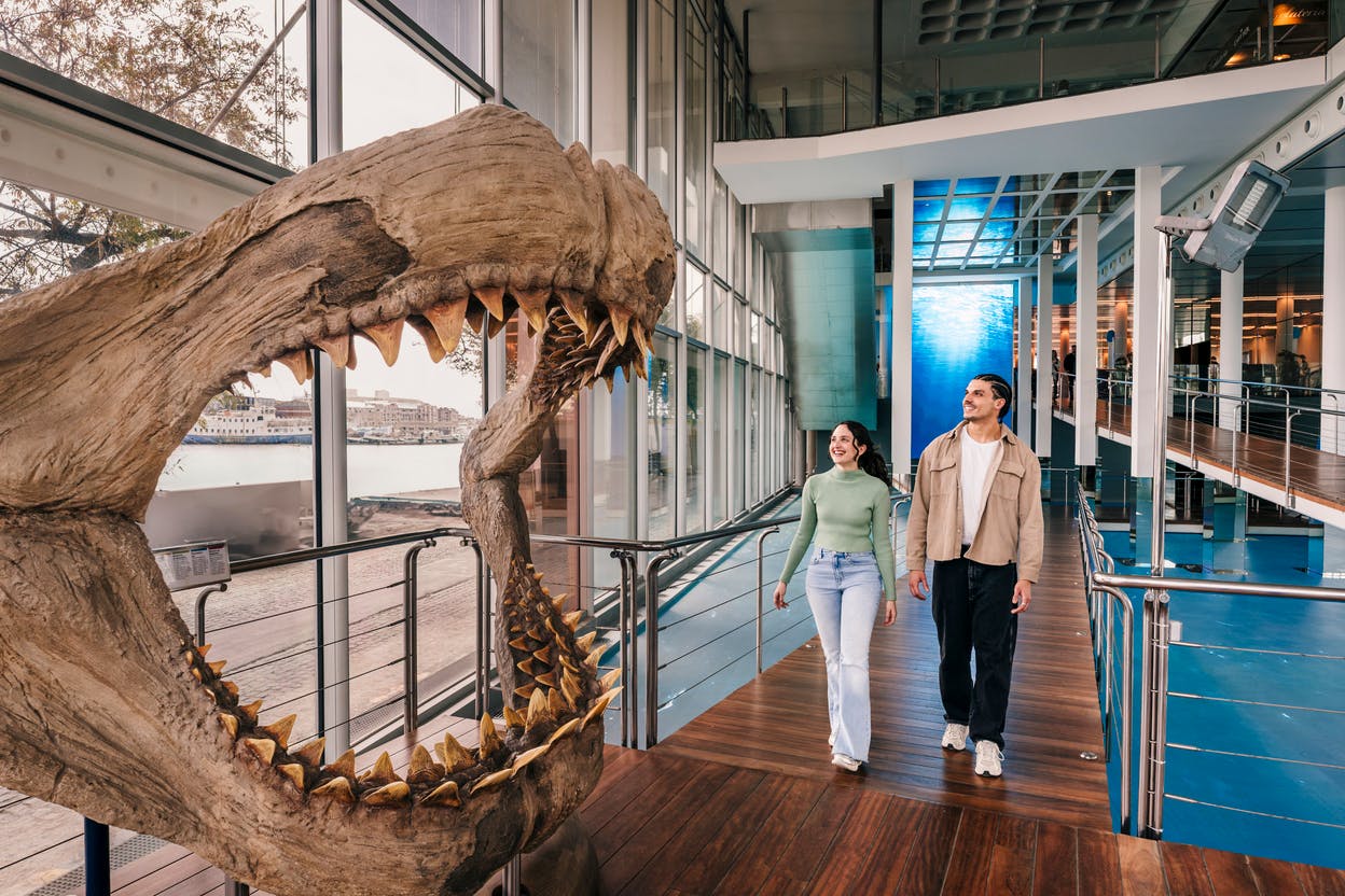 Zwei Personen gehen einen Holzsteg in einem modernen Gebäude mit Glaswänden entlang, in der Nähe einer Ausstellung mit einem Dinosaurierschädel.