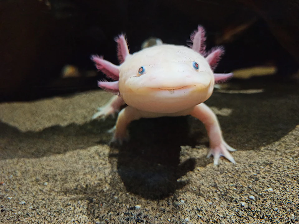 A pink axolotl with feathery gills is swimming on a sandy surface against a dark background.