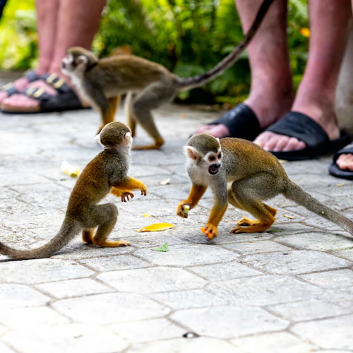 Monkeyland and Plantation: Guided Tour + Tasting + Roundtrip Transfer - Photo 8