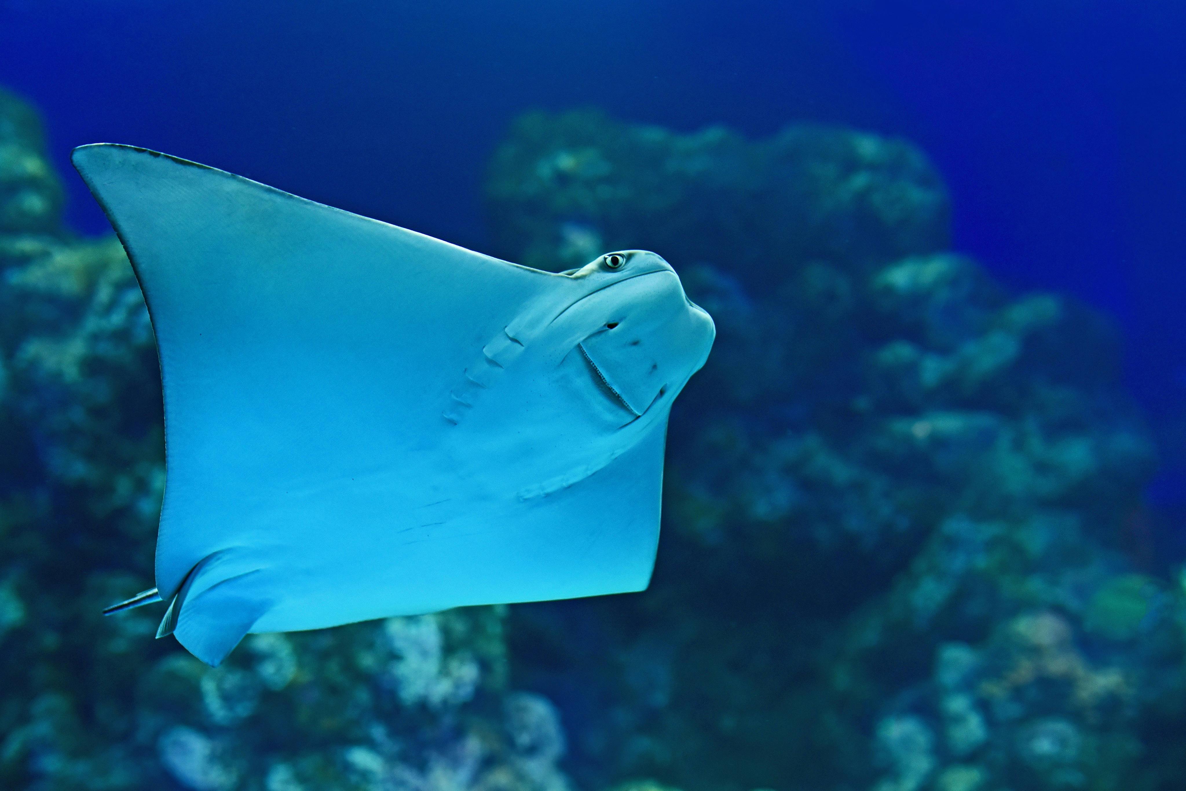 Eine Nahaufnahme eines Mantarochens, der in einer blauen Umgebung unter Wasser schwimmt, wobei im Hintergrund Korallenstrukturen zu sehen sind.