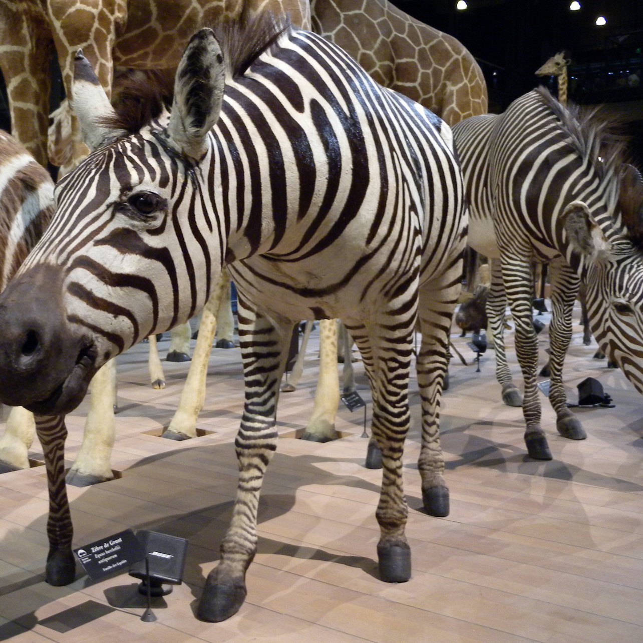 Grande Galerie de l'Évolution: Skip The Line Ticket in Paris – Tiqets