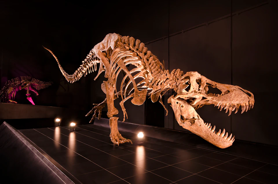 A large dinosaur skeleton, possibly a T-Rex, is displayed in a dimly lit museum exhibit.