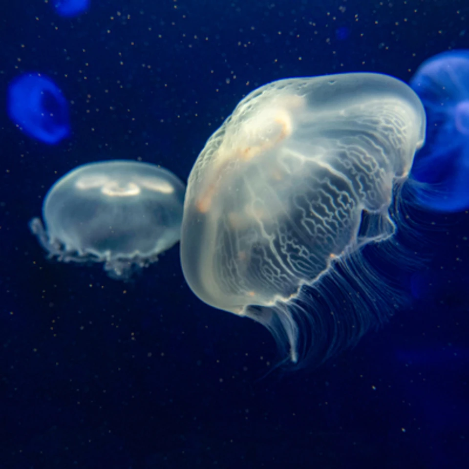 Two translucent jellyfish floating in deep blue water with light reflecting off their bodies.