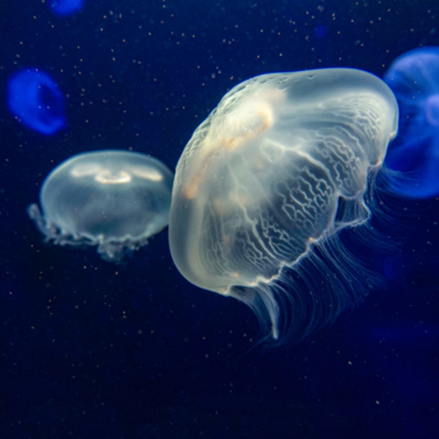 New York Aquarium Tickets Hellotickets