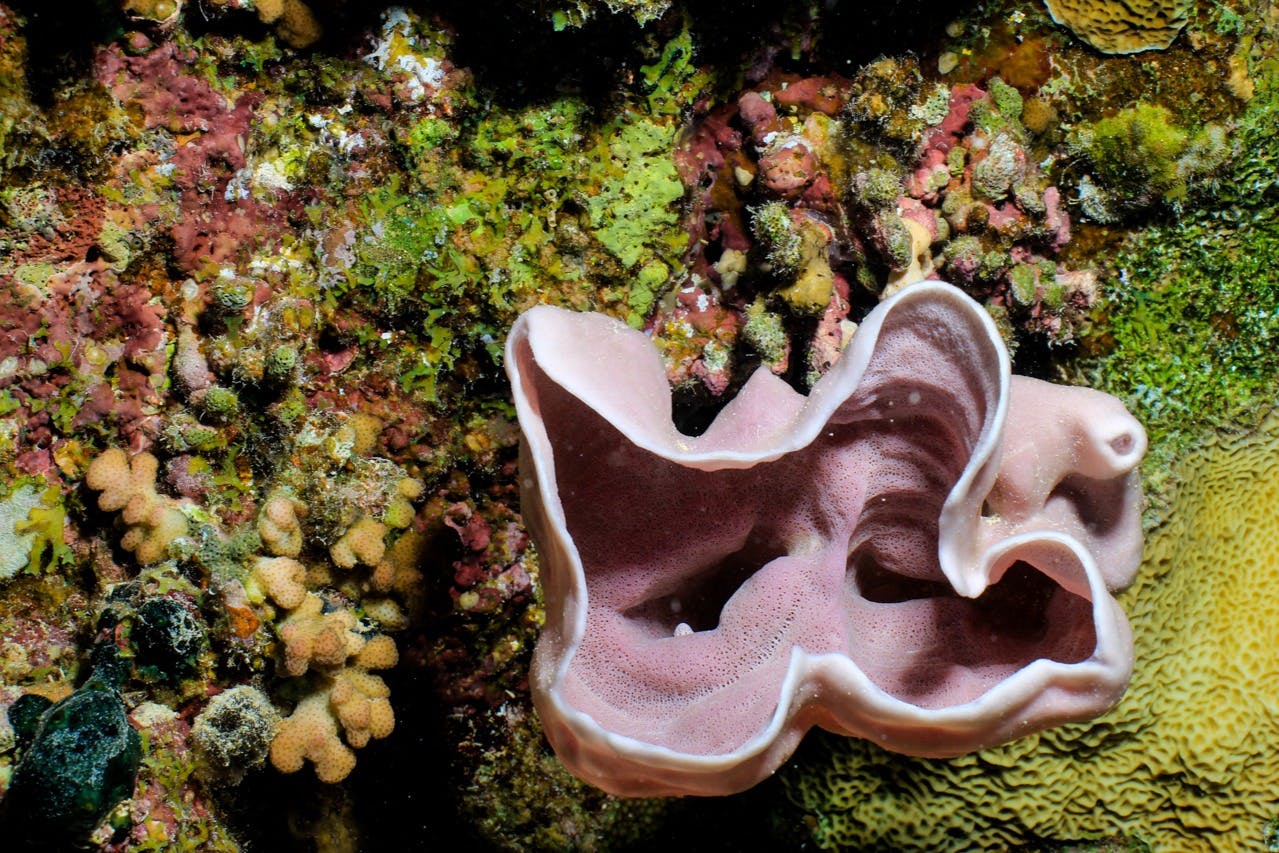 후르가다: 가이드와 함께하는 스쿠버다이빙 체험 + 왕복 교통편 + 점심 식사