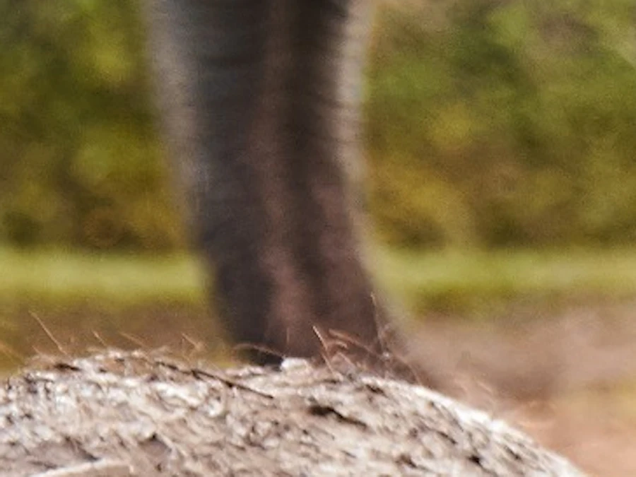Entradas para el Zoo de Bali