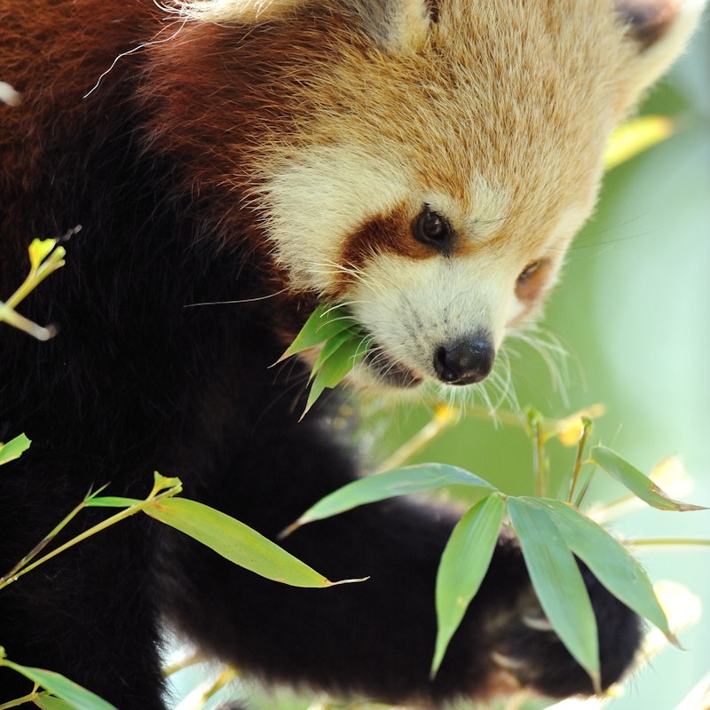 メナジェリー デュ ジャルダン デ プラント 植物園内の小動物園 のチケットーパリ Tiqets Com メナジェリー デュ ジャルダン デ プラント 植物園内の小動物園 のチケットーパリ Tiqets Com