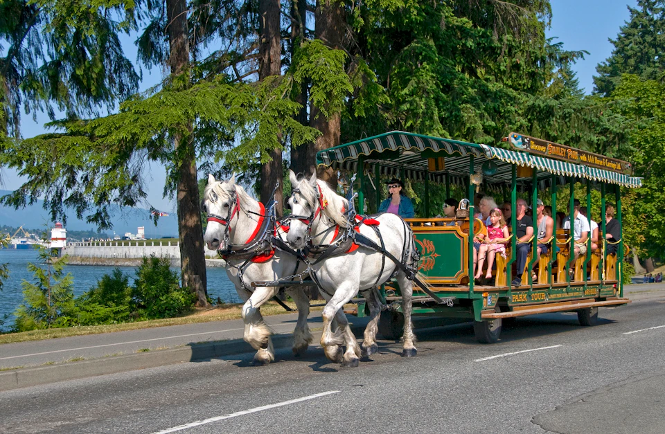 Two white horses pull a carriage with passengers along a tree-lined road near a body of water.