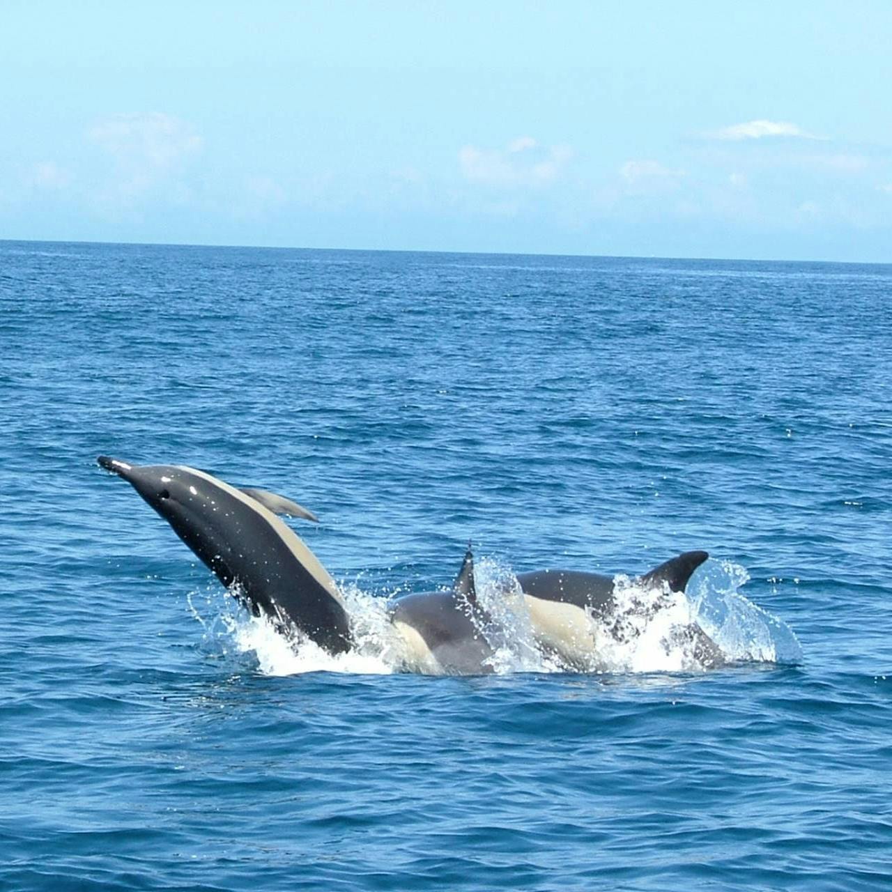 Three dolphins are seen leaping out of the ocean water against a clear blue sky background.