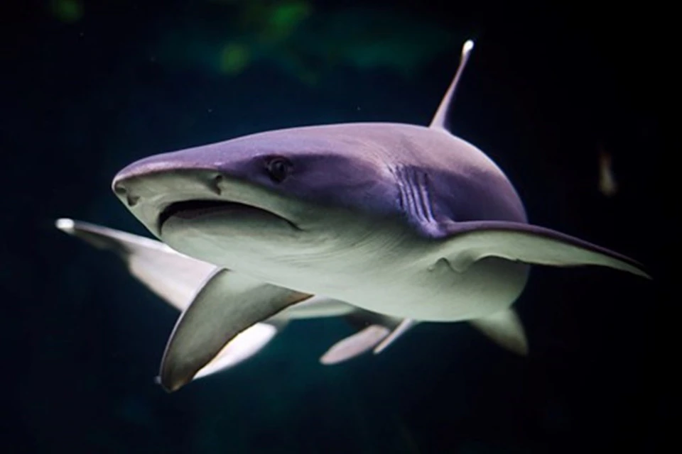 A close-up of a shark swimming underwater in a dimly lit environment.