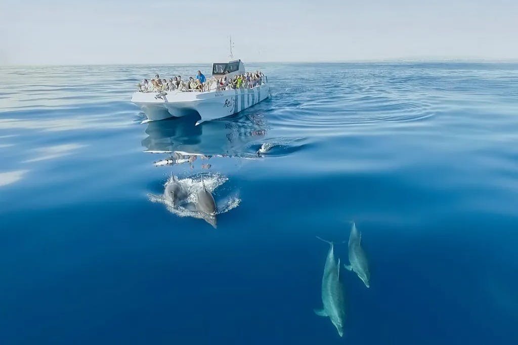 イルカとカタマラン