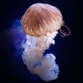 Медуза-лев