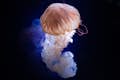Lion Jellyfish