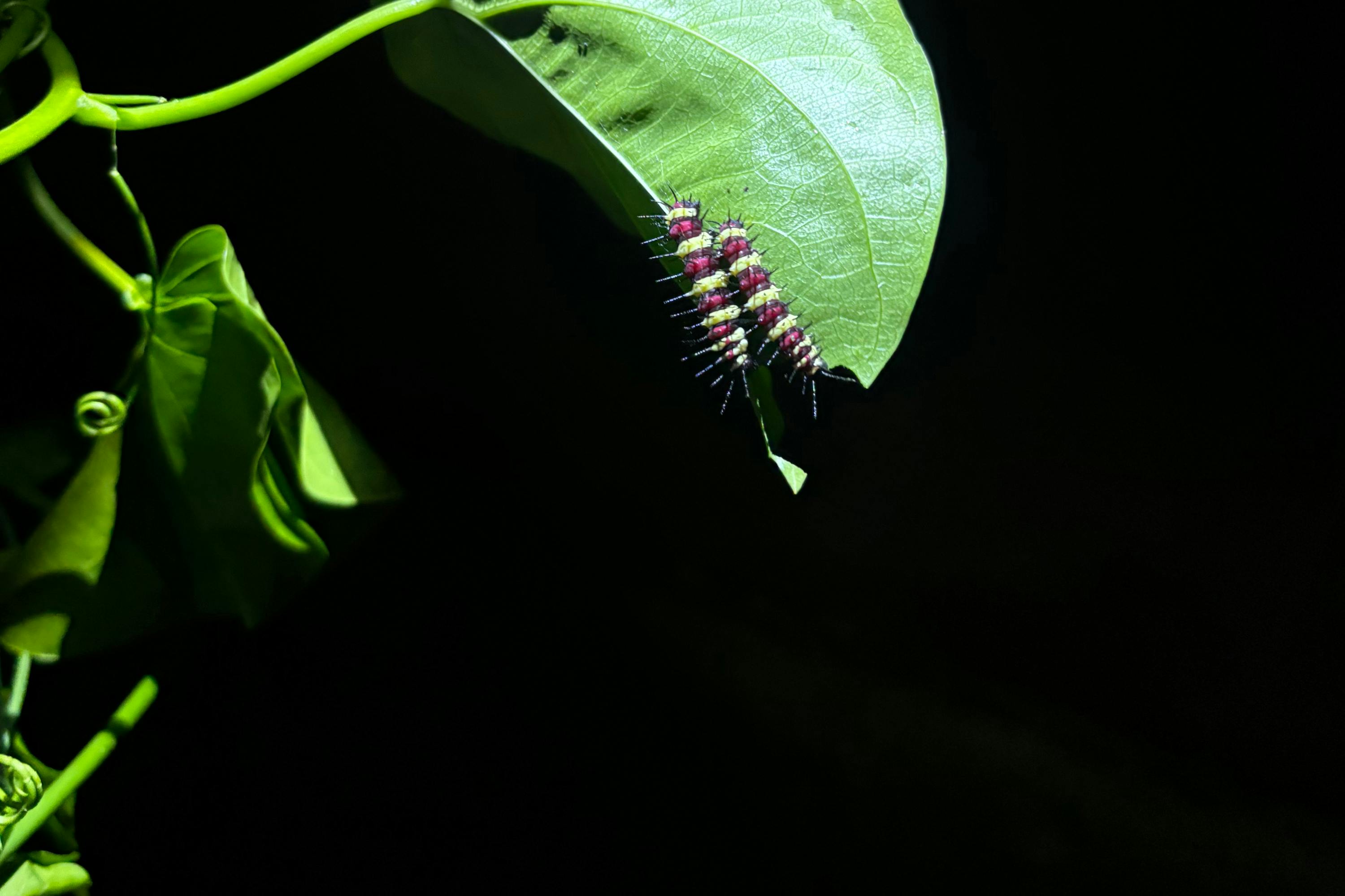 Entopia By Penang Butterfly Farm: Non-Malaysian Admission Ticket