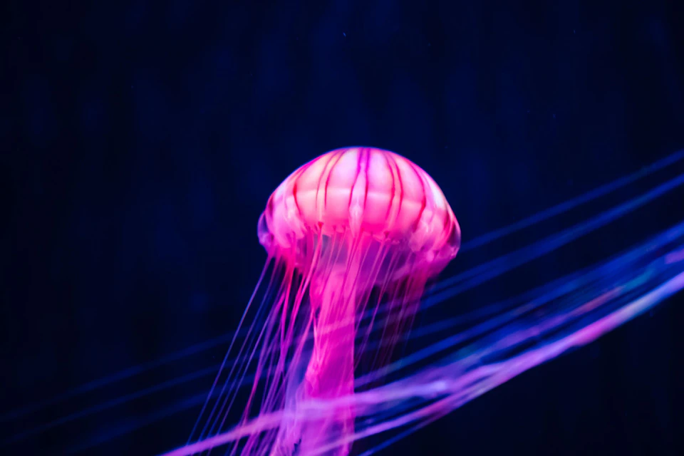 Sumida Aquarium