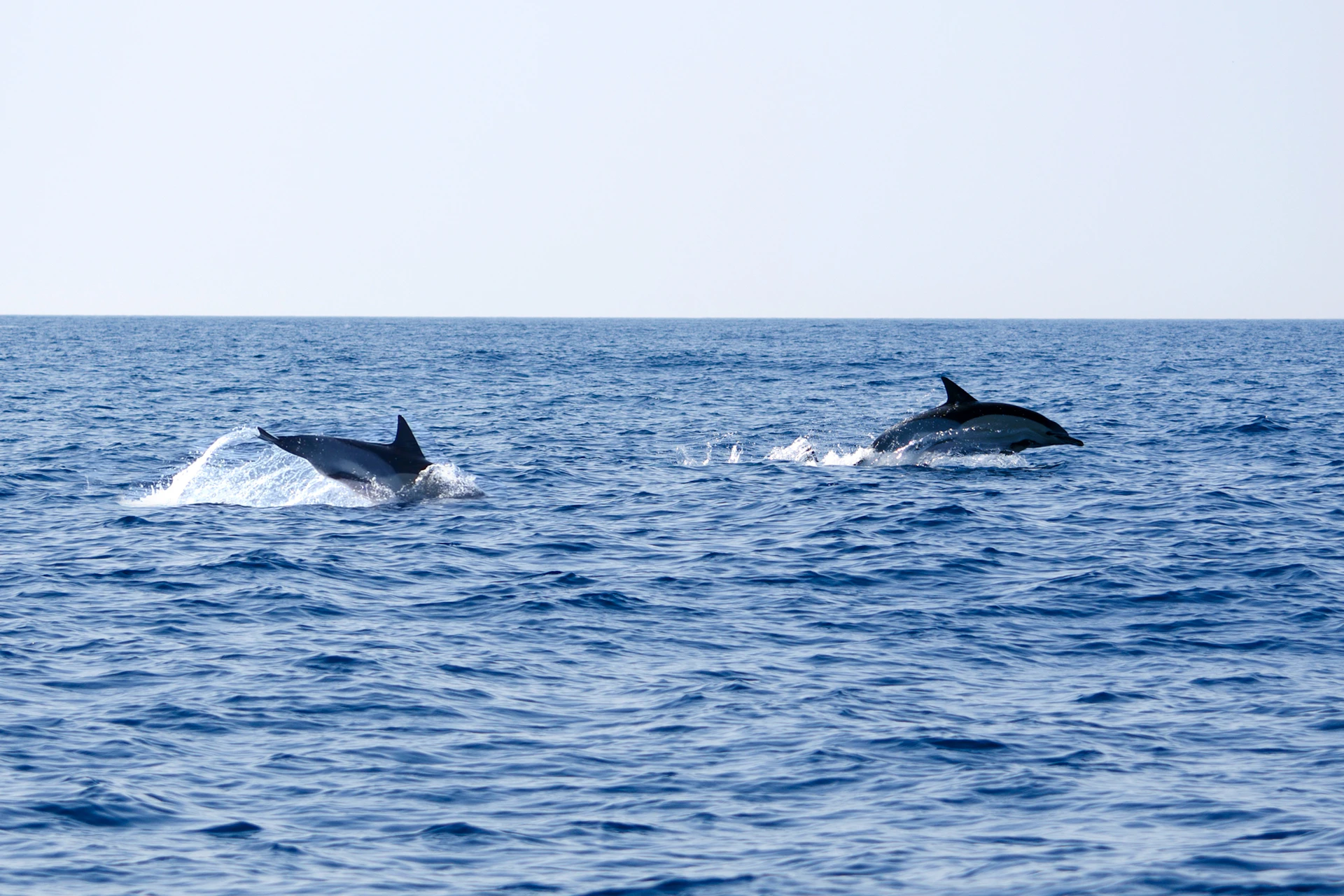 Two dolphins leaping out of the water in the ocean under a clear blue sky.