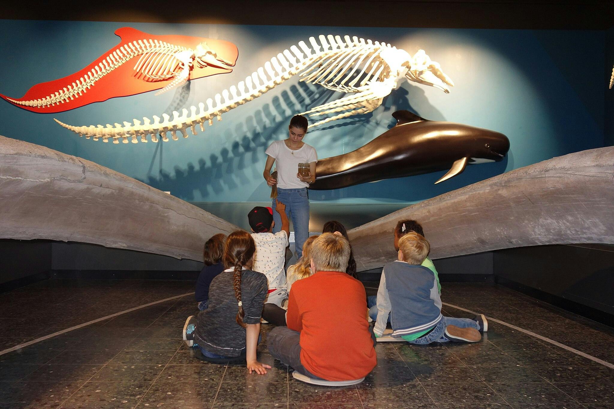 Muzeum Zoologiczne w Hamburgu w Hamburgu