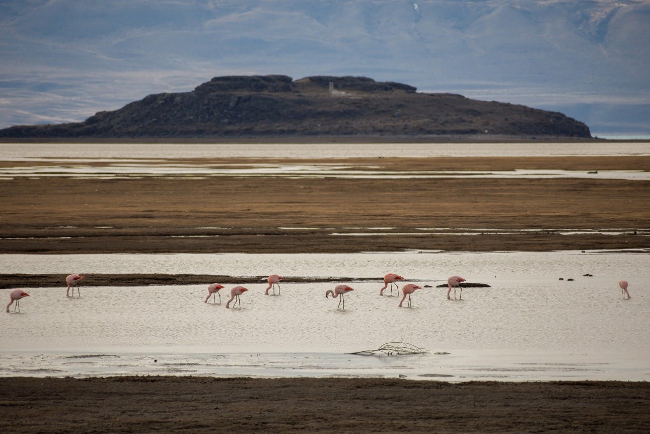 Flamingos in El Calafate