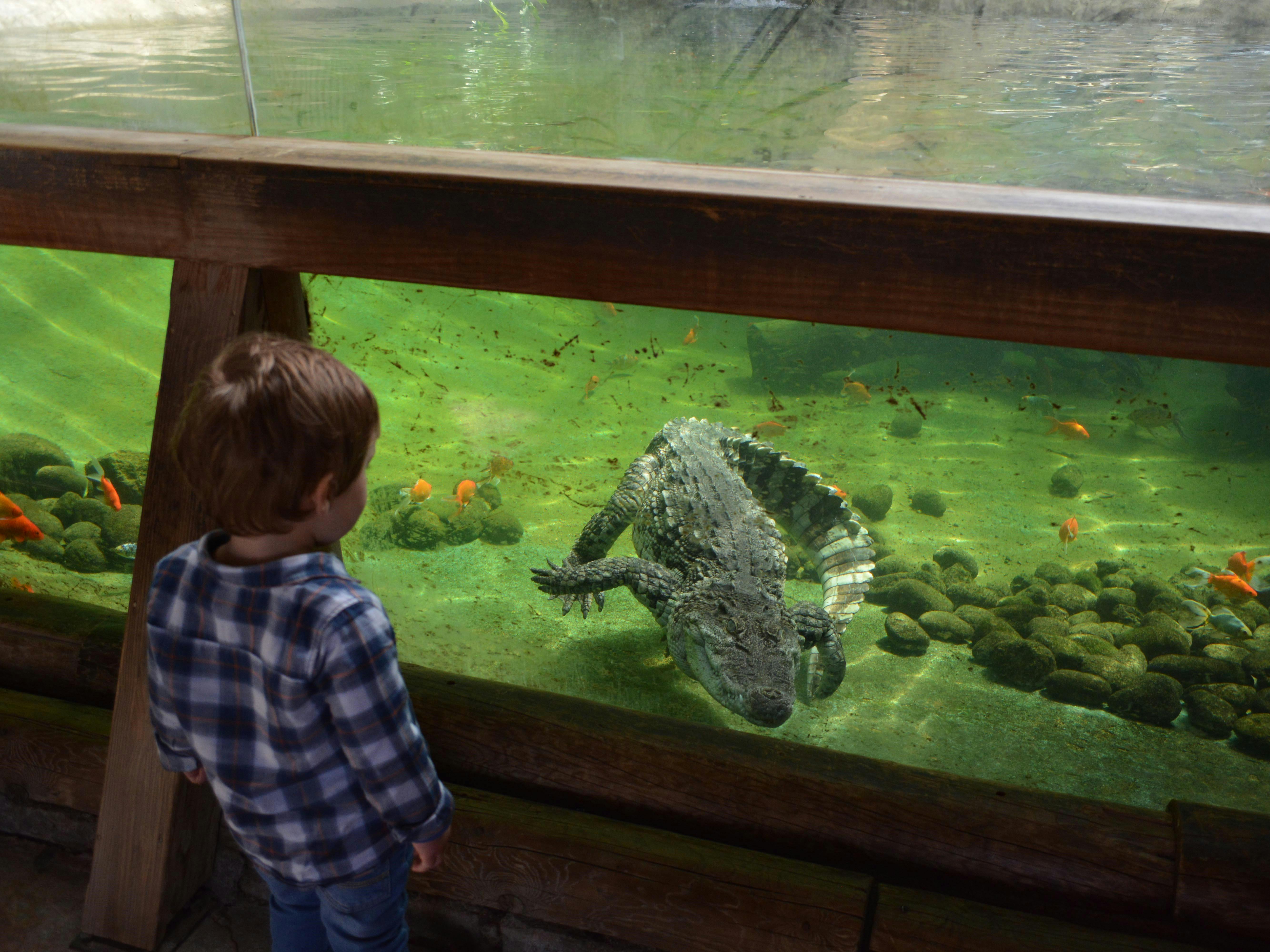 一个穿着格子衬衫的孩子站在水族箱前，观察一只鳄鱼和小鱼在里面游泳。