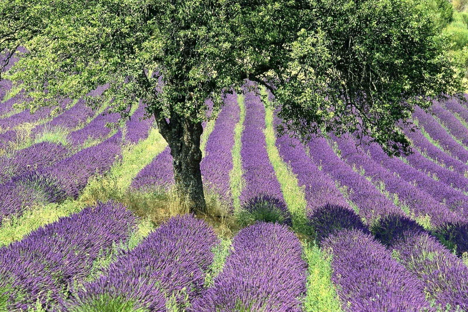 Recorrido por las Gargantas del Verdon y los Campos de Lavanda