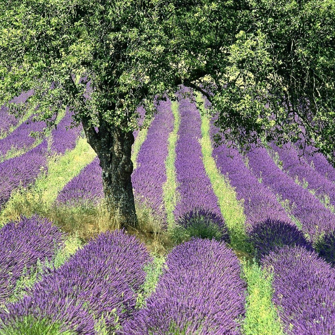 Gorges of Verdon and Fields of Lavender Tour - Accommodations in Nice