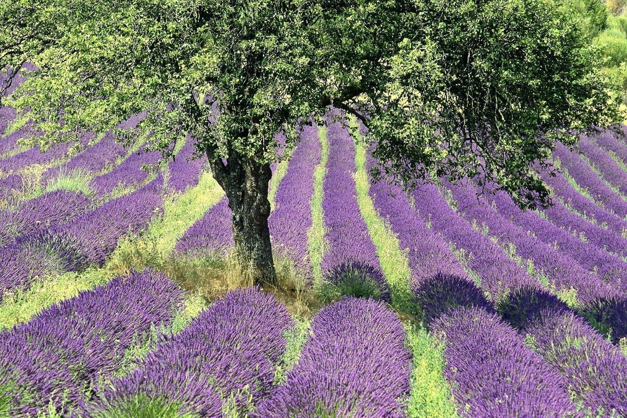 Gorges of Verdon and Fields of Lavender Tour - Accommodations in Nice