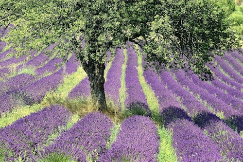 Gorges of Verdon and Fields of Lavender Tour