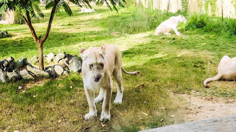 Three white lions are in a grassy, fenced enclosure with a tree and rocks; two are resting, and one is standing in the center.