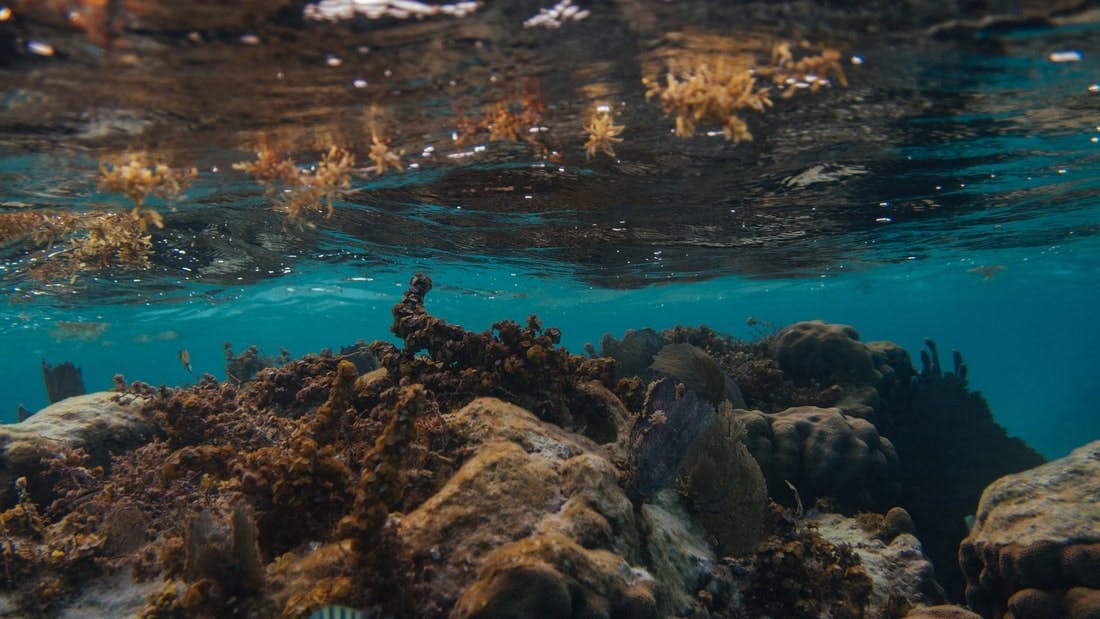 Underwater scene featuring coral, seaweed, and rocks with clear turquoise water and sunlight reflecting off the surface.