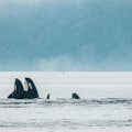 Balenes d'orca