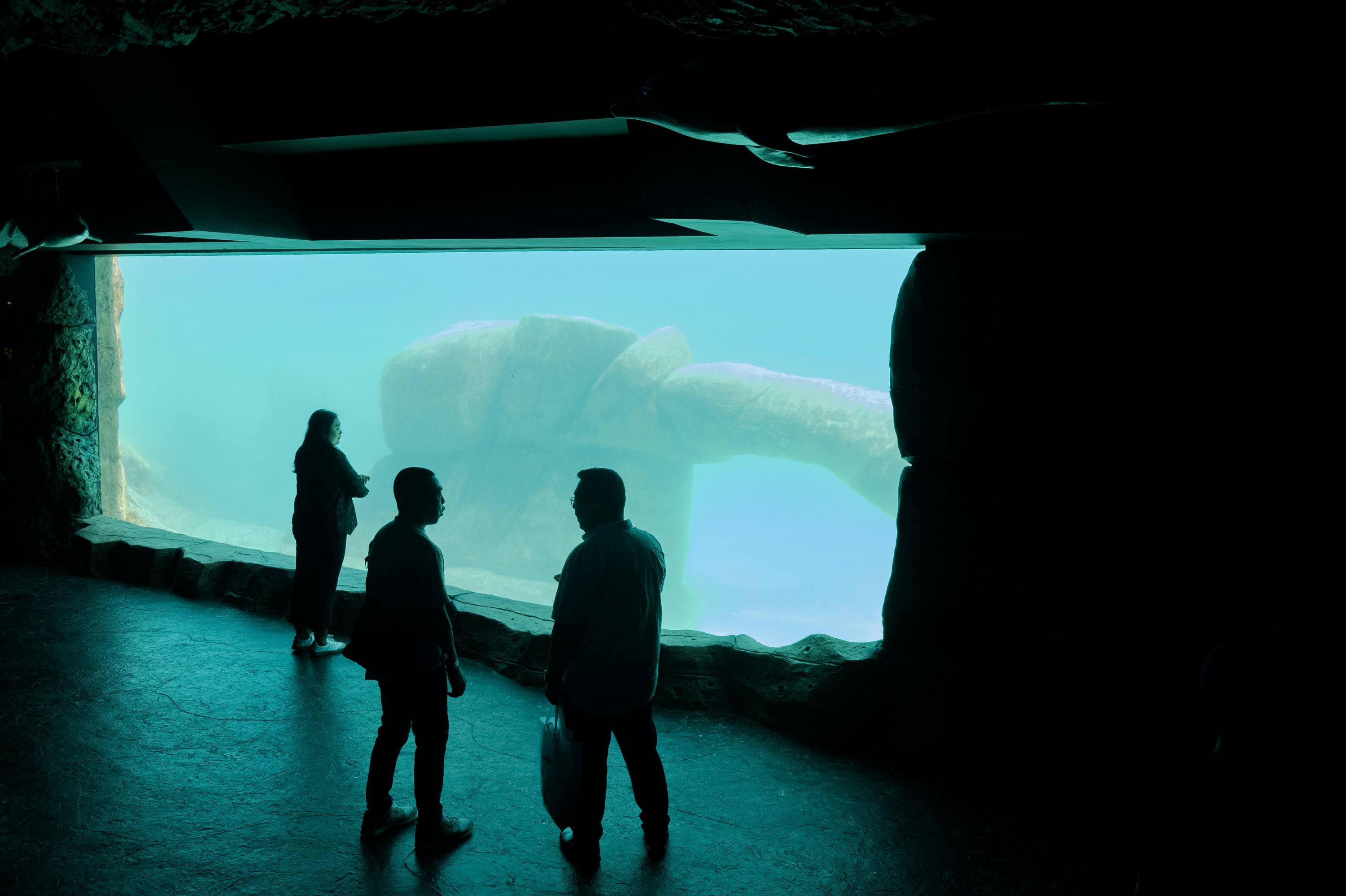 Marine Safari Bali: Entry Ticket + Lunch