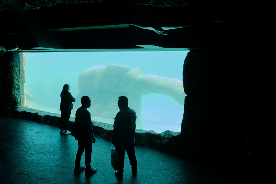 Silhouettes of three people observing a large underwater tank with a turtle swimming in a dimly lit room.