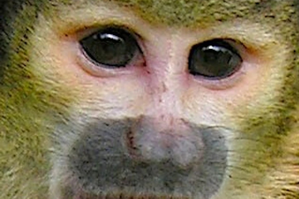 A little monkey with yellow and brown fur, perched amongst the green leaves in a tropical setting, looking alert.