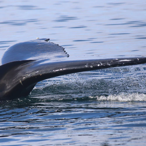 Reykjavik: Whale Watching & Northern Lights Combo Cruise - Photo 2