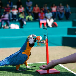 Dubai Dolphinarium: Creek Park Exotic Bird Show 5