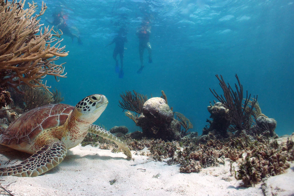 Turtle