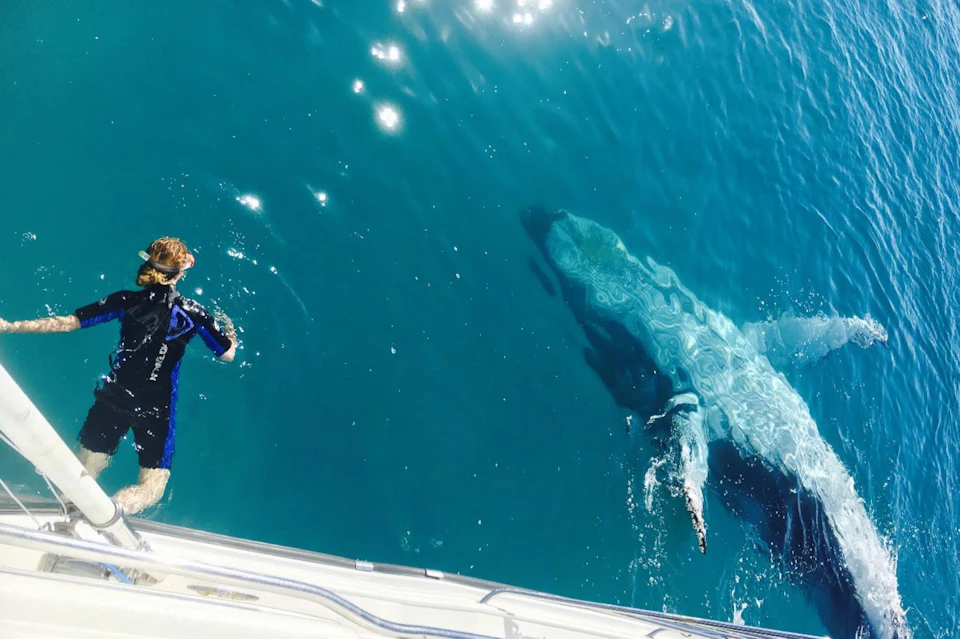 A swimmer in a wetsuit near a whale in clear blue water, viewed from above, with part of a boat visible.