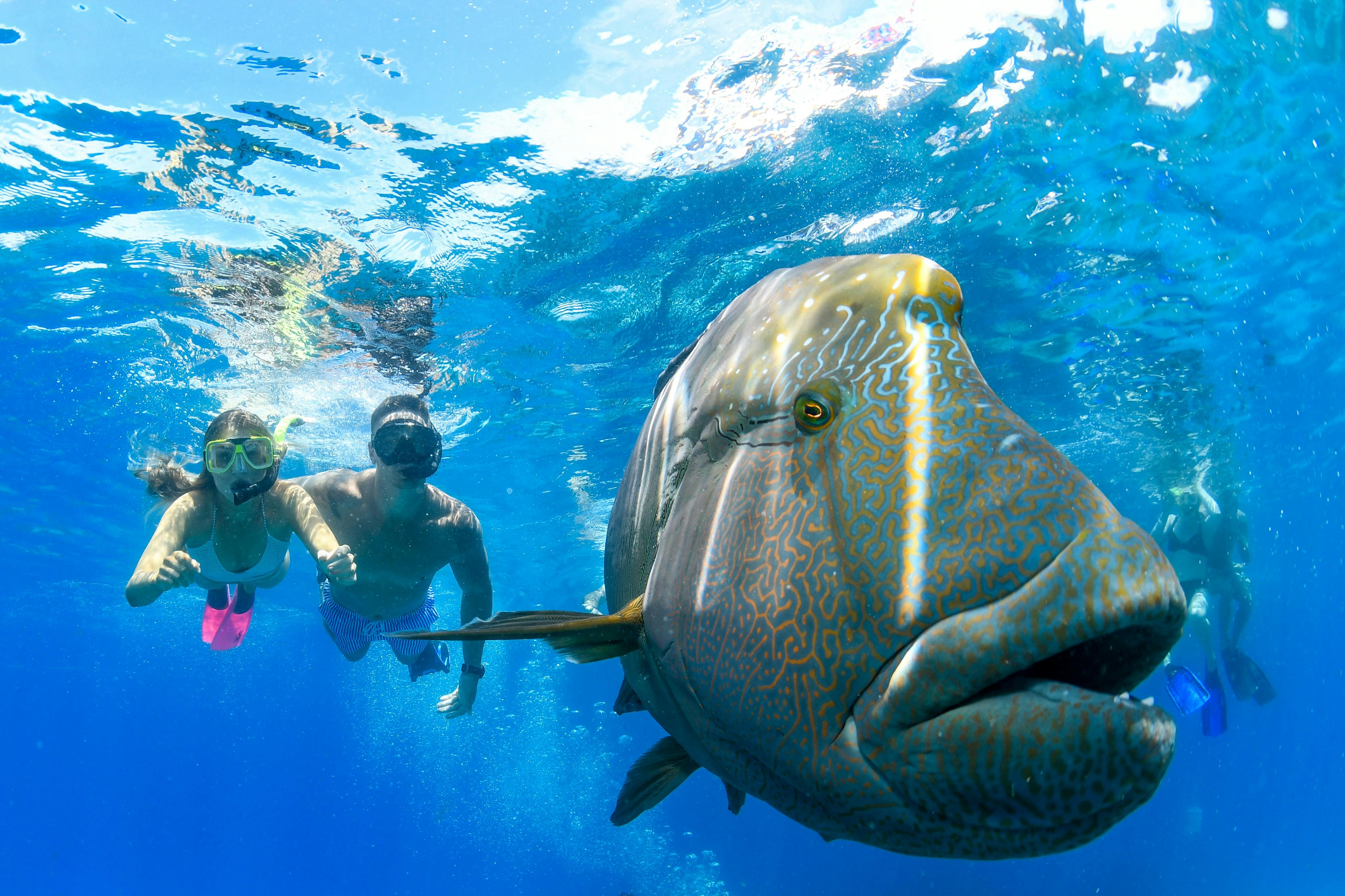 グレート・バリア・リーフでシュノーケリング