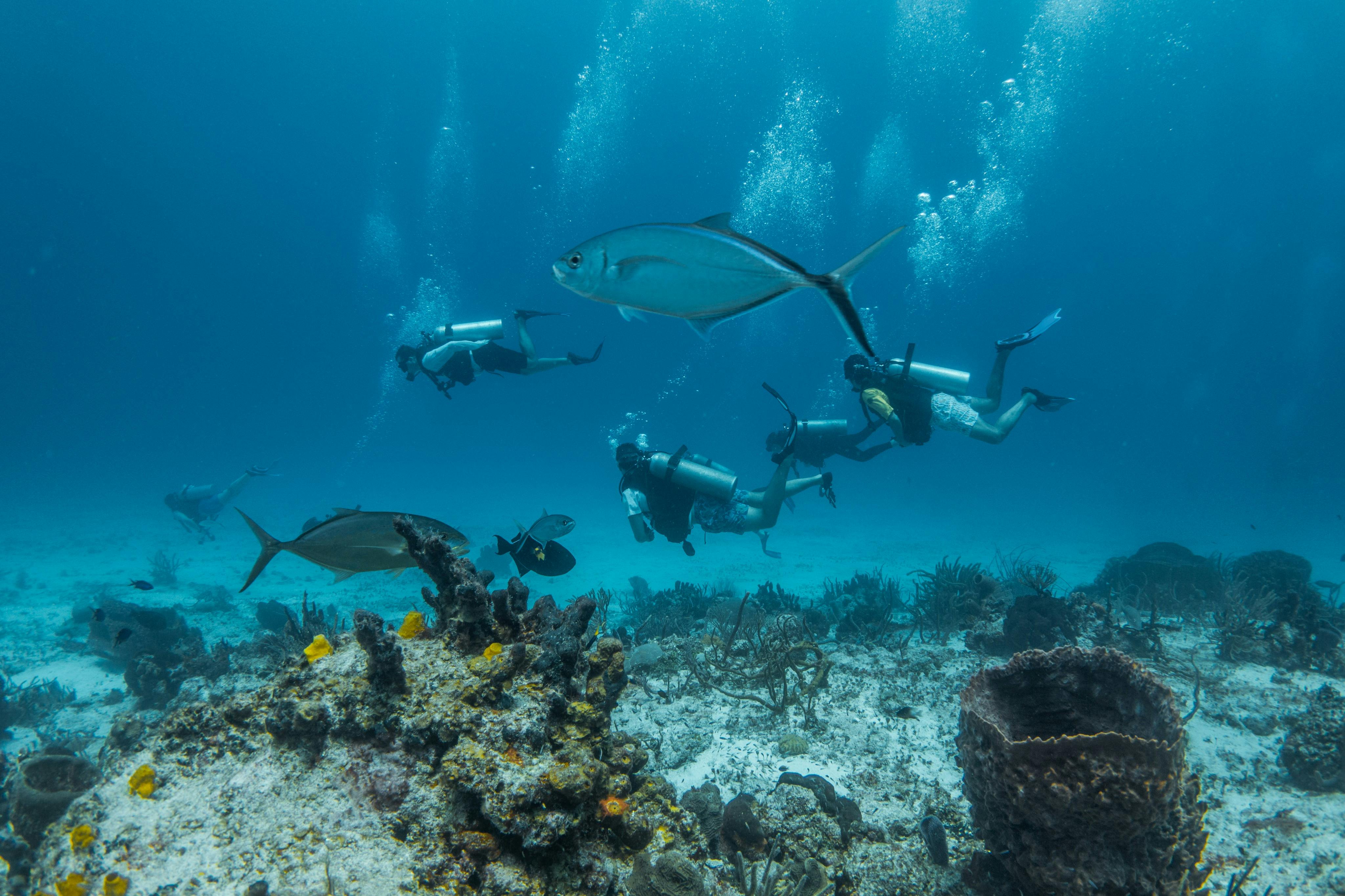 Scuba divers swimming underwater near coral reefs with large fish and rising bubbles.