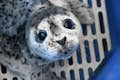 Phoque commun sauvé au Centre de sauvetage des mammifères marins