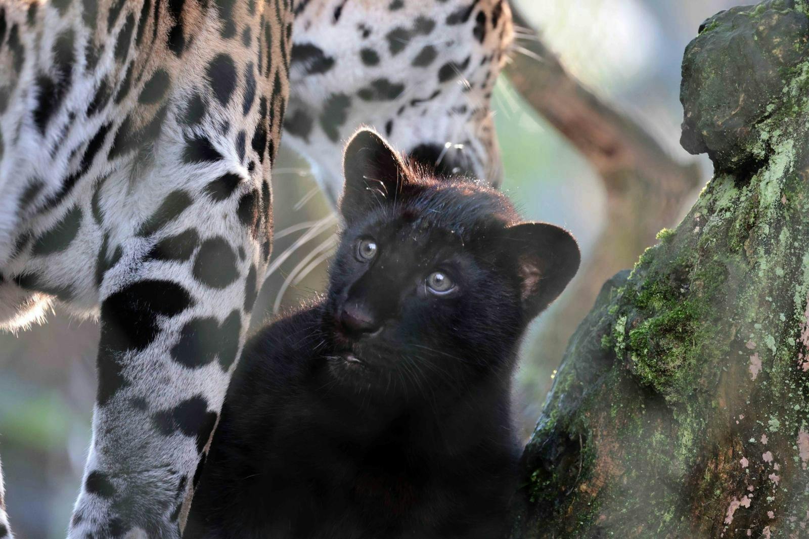 Jaguar cub