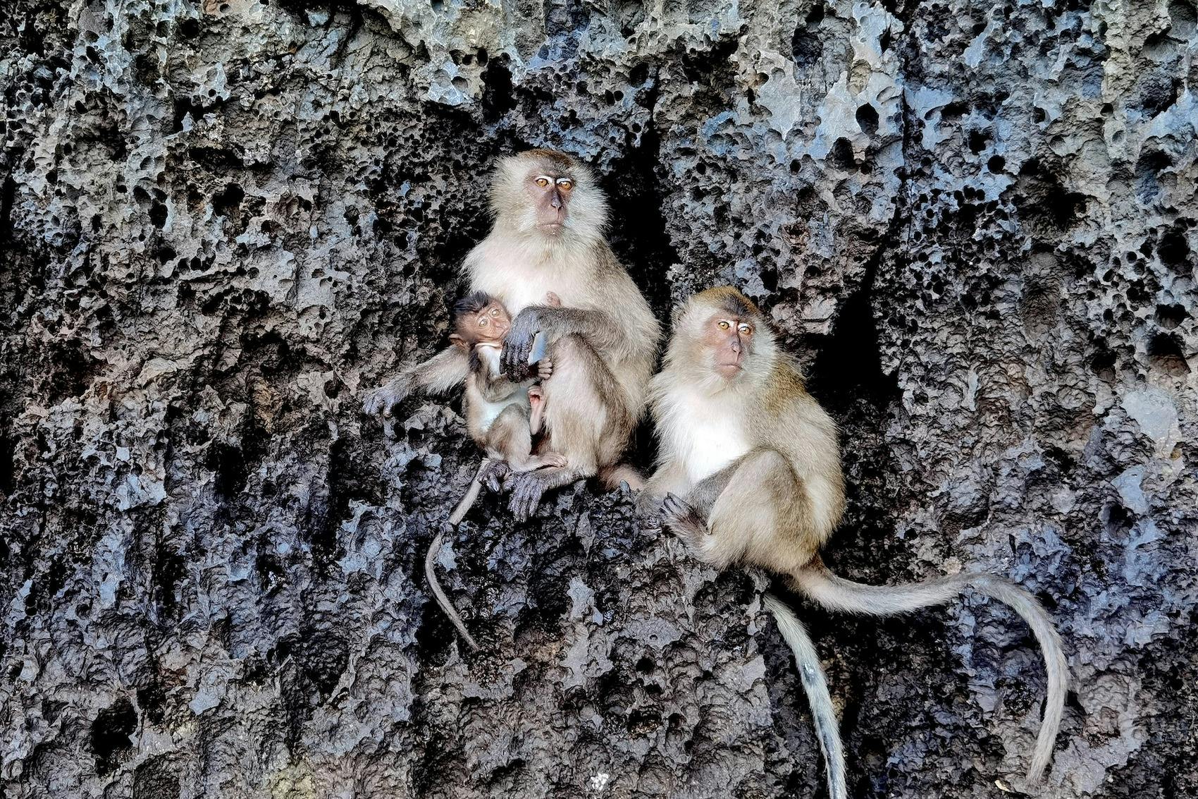 Diverteix-te amb els micos a Monkey Bay