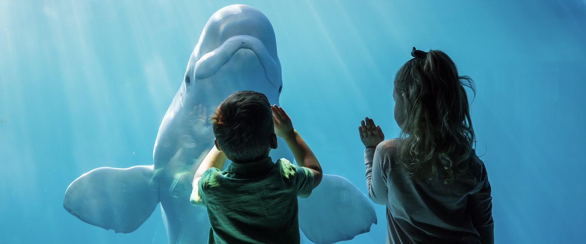 Save Money with the Chicago City Pass