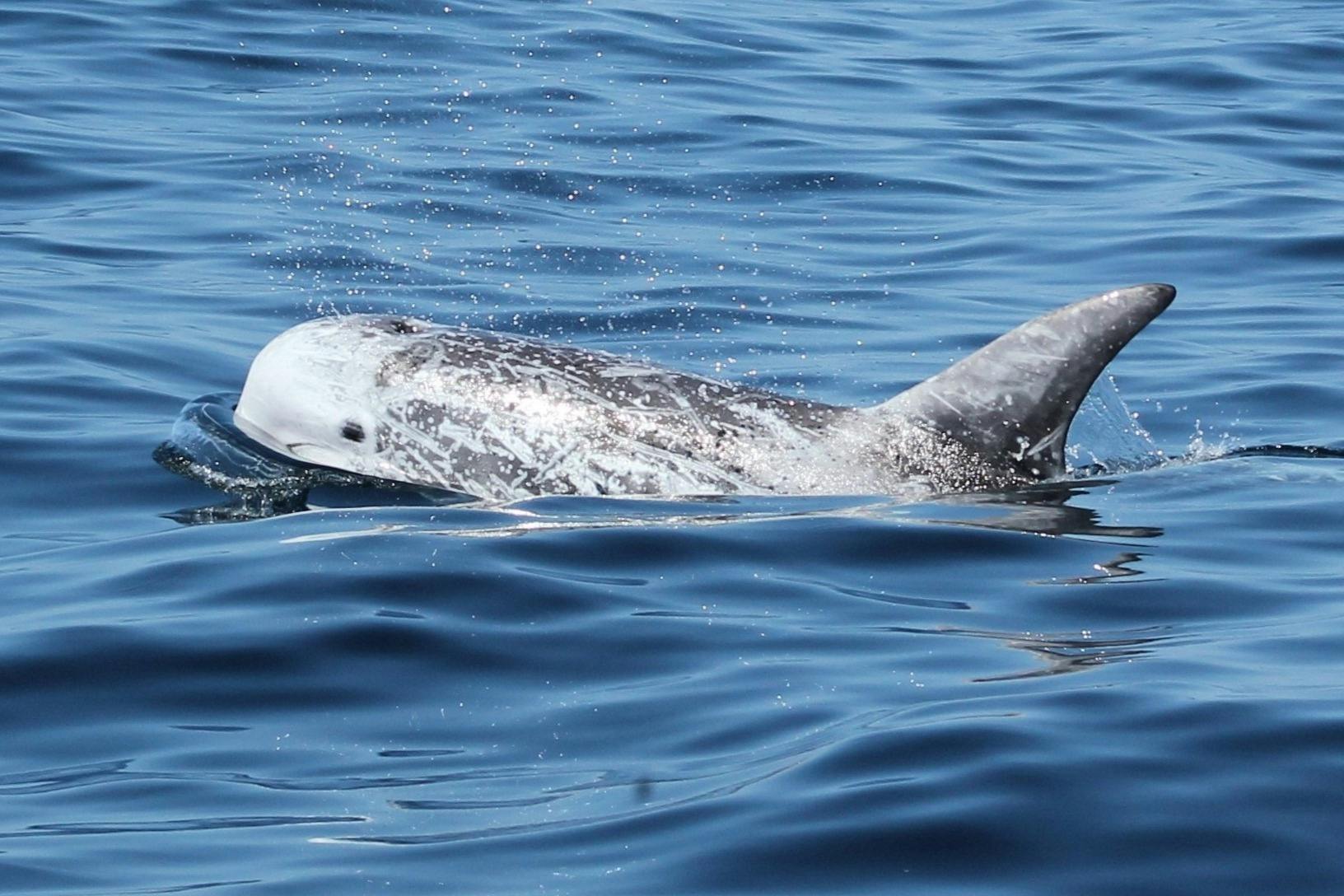 Risso's dolphin