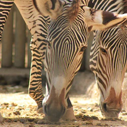 Två zebror med parallella svarta och vita ränder som betar på marken inom en inhägnad inhägnad.