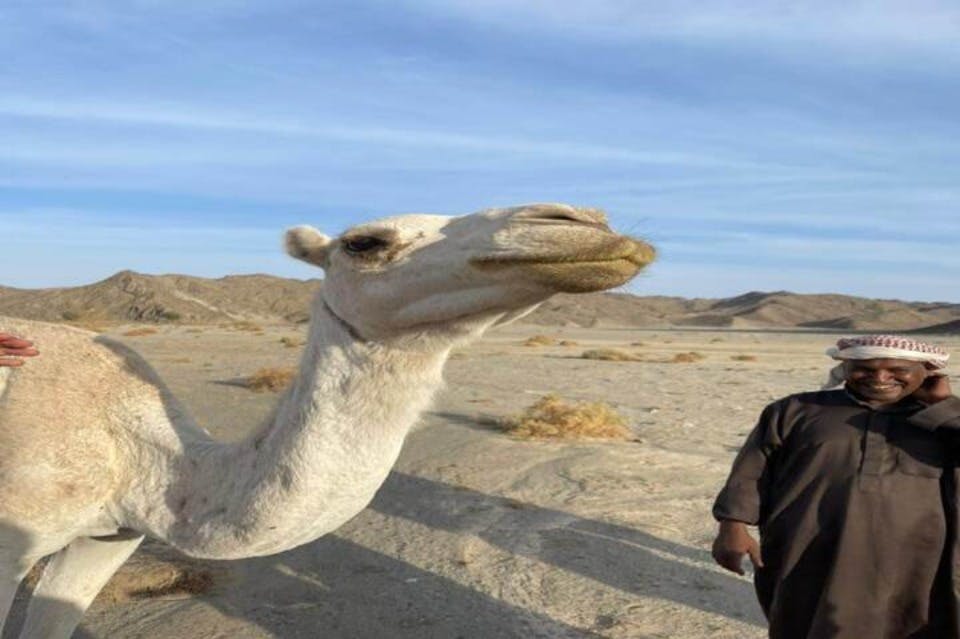 Désert-Camel-Mer Rouge