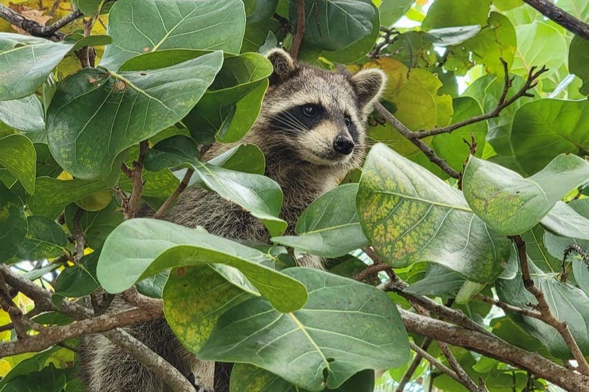 Raccoon on tree